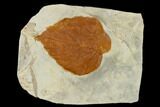 Fossil Leaf (Davidia) - Montana #115323-1